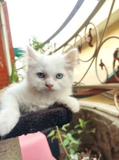 White & grey Persian Kittens Yellow blue eyes  50 days