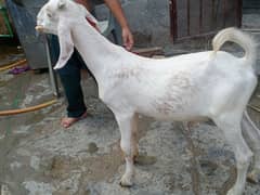 bakra 6 month age .  03324997411 male