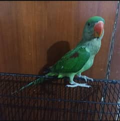 Raw parrot for sale