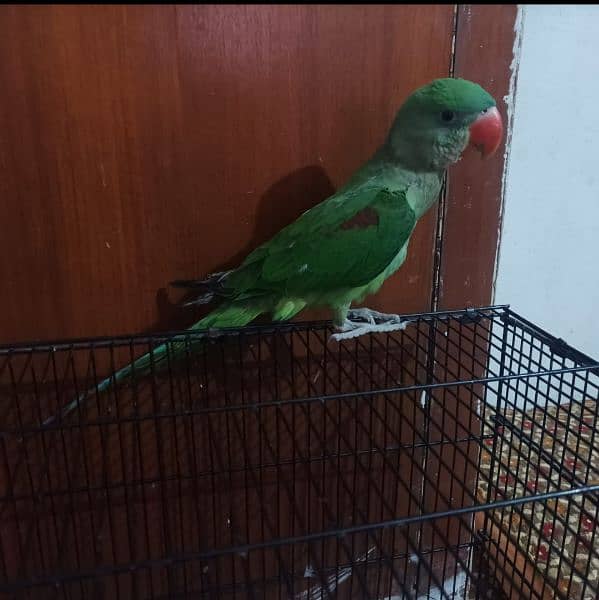 Raw parrot for sale 1