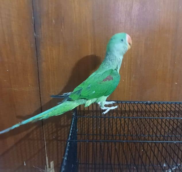 Raw parrot for sale 2