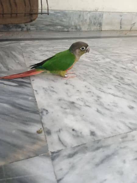 Green conur parrots 0
