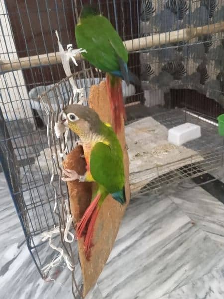 Green conur parrots 2