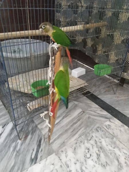 Green conur parrots 3