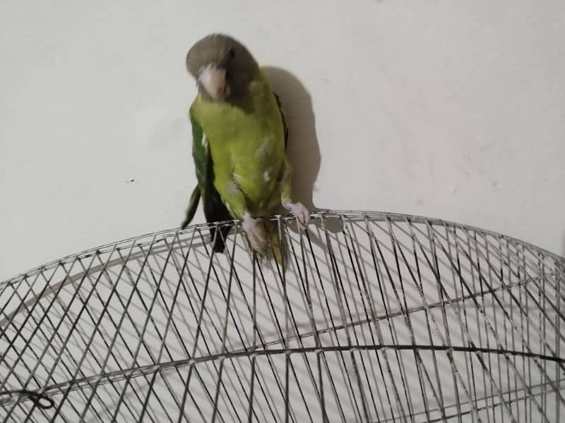 plumheaded parakeets pair 0