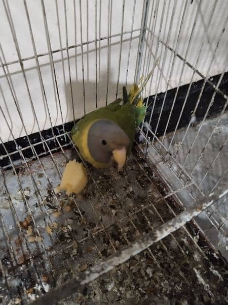 plumheaded parakeets pair 1