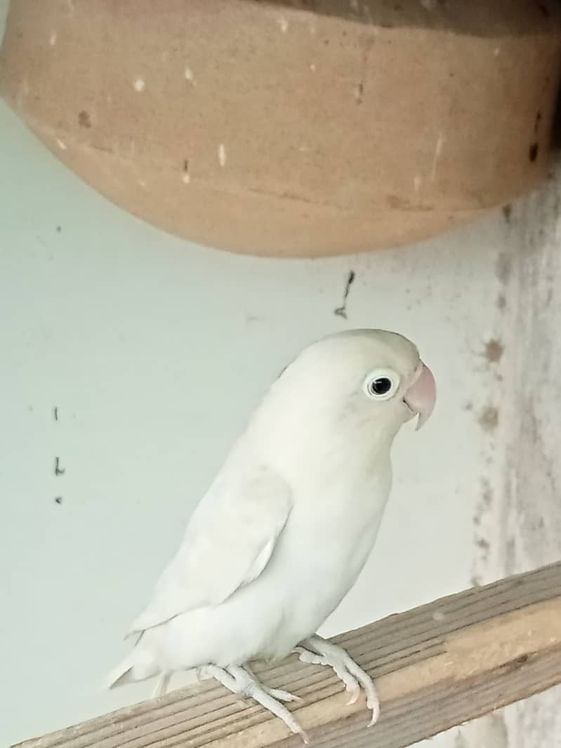 Albino split black eye pair 0