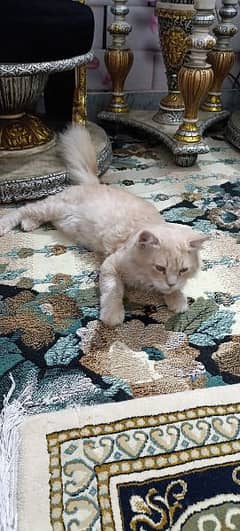 persin cat
