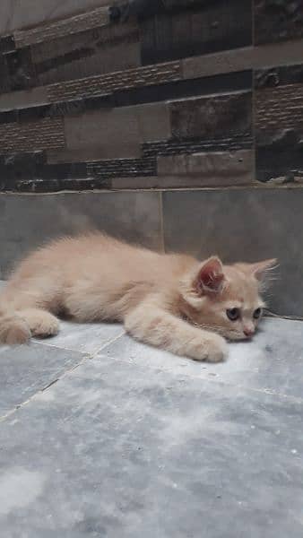 Kittens For Sale 1