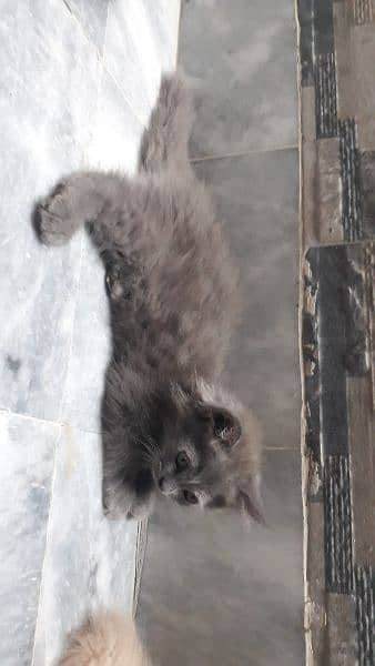 Kittens For Sale 4