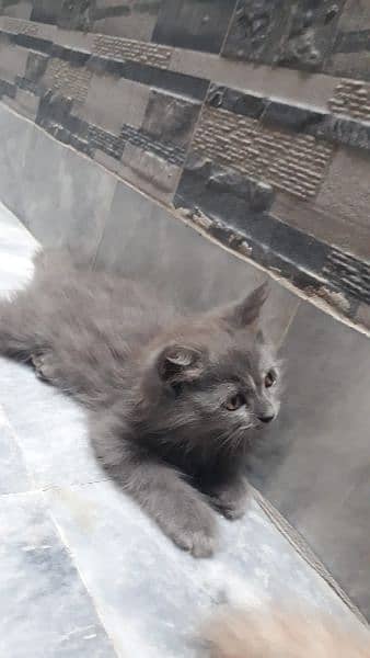 Kittens For Sale 5