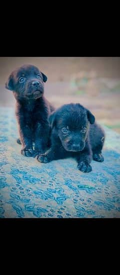 Labrador puppy/Labrador dog