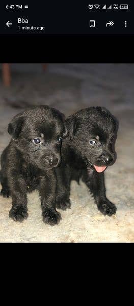 Labrador puppy/Labrador dog 1