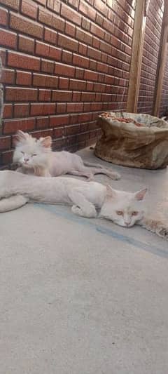 Persian Cats Pure White Couple Breeder