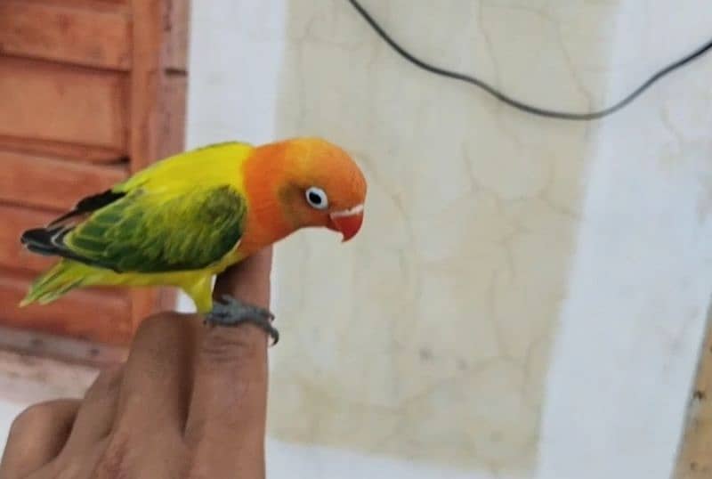 irani teetar peuor ptha hand tem. and parrot 5