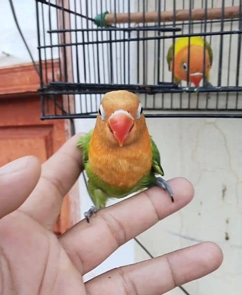 irani teetar peuor ptha hand tem. and parrot 6