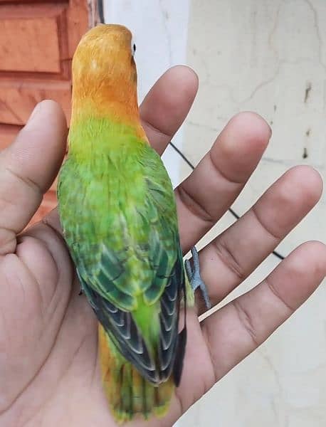 irani teetar peuor ptha hand tem. and parrot 7