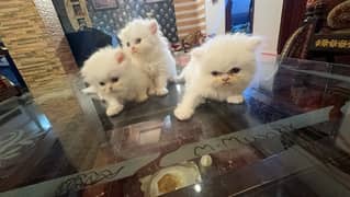 punch face persian kitten