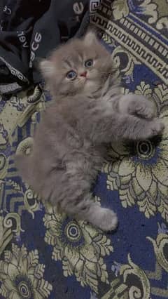 Pure Persian kitten Available