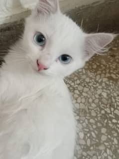 Persian kitten for sale. 0