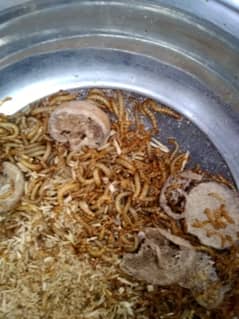 5 Rupees per piece || MealWorms for sale || MealWorms Farming