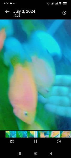 7 Parrot Fishes For sale (Ghar ki Fishes) 11