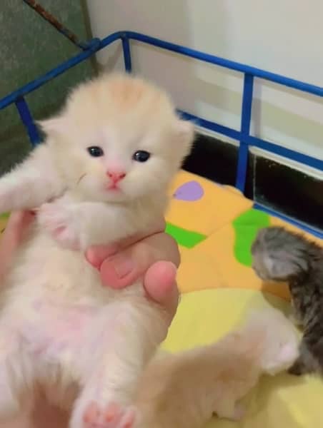 pure persian punch face kittens 2