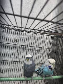 breader pair of exibition budgies