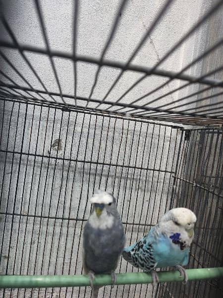 breader pair of exibition budgies 0