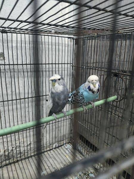 breader pair of exibition budgies 1