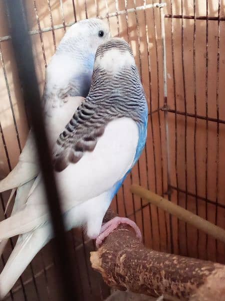 Budgies Breeder Pair White Color 1