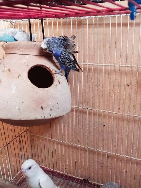 Budgies Breeder Pair White Color 2