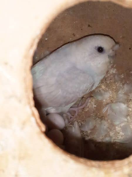Budgies Breeder Pair White Color 3