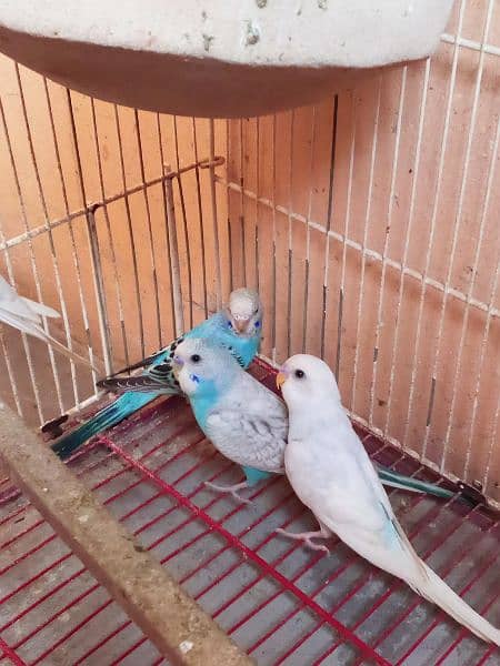 Budgies Breeder Pair White Color 4