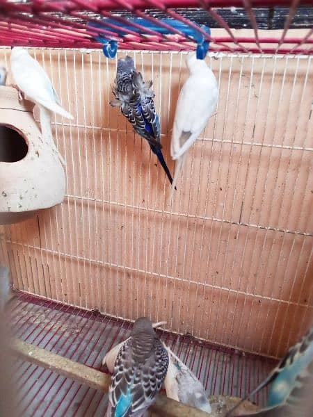 Budgies Breeder Pair White Color 5