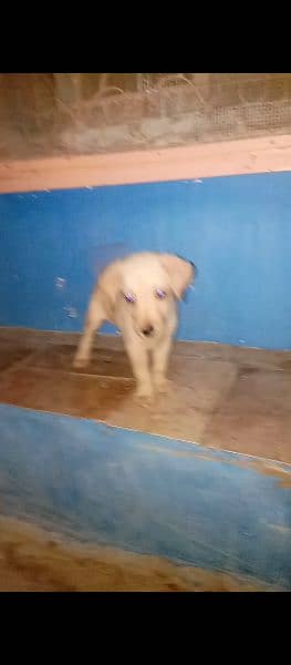 Labrador female pup urgent sale price fnl hain 2