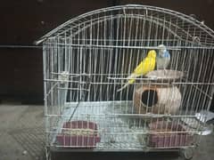parrots with cage for sale
