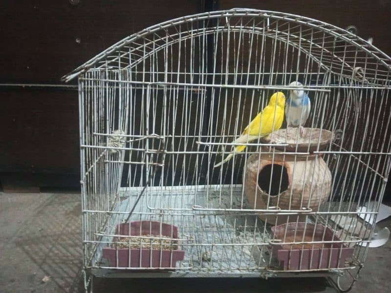 parrots with cage for sale 0