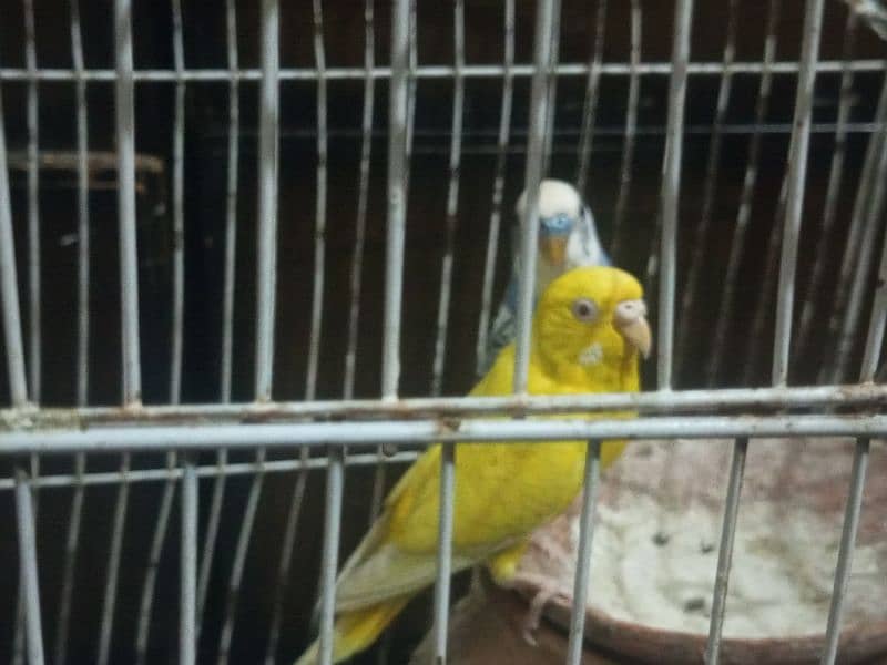 parrots with cage for sale 1