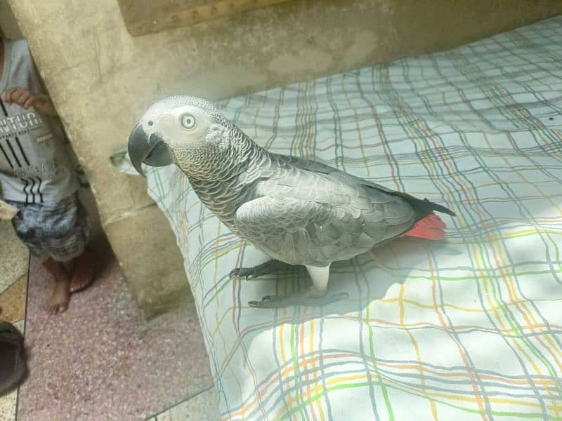African grey parrot | grey parrot | congo african parrot |hand tame 0