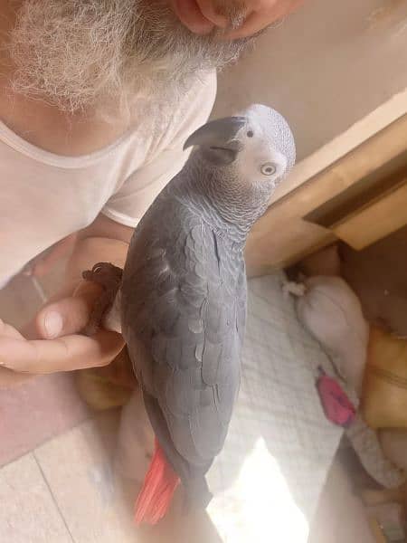 African grey parrot | grey parrot | congo african parrot |hand tame 2