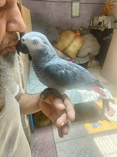 African grey parrot | grey parrot | congo african parrot |hand tame 3