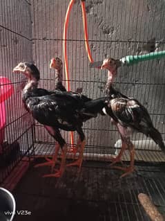 Murgh/Aseel for sale/pure Aseel hen//Mianwali Aseel chiks