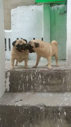 pug pair for sale