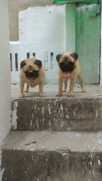 pug pair for sale 1