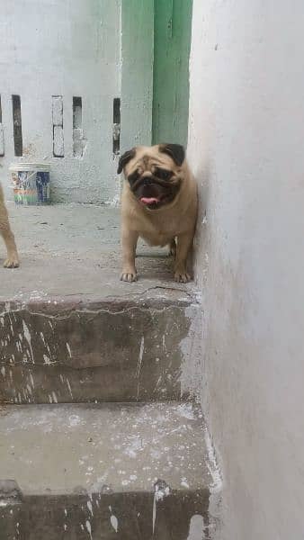 pug pair for sale 3