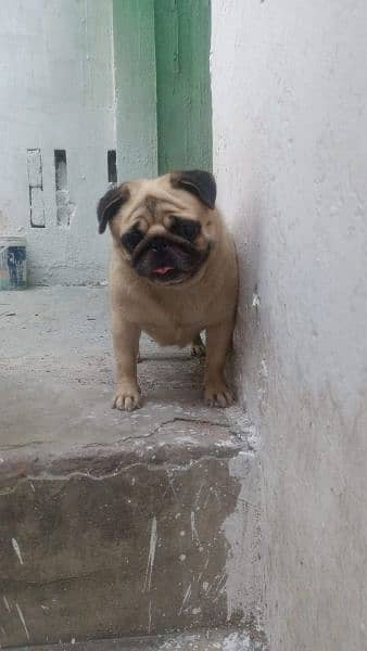 pug pair for sale 4