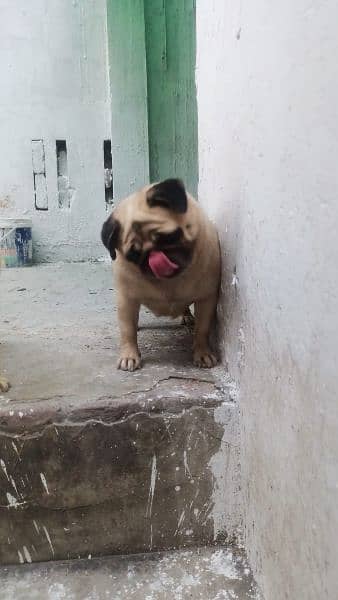 pug pair for sale 5