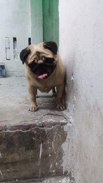pug pair for sale 6