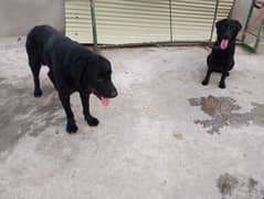 pair of labra for sale